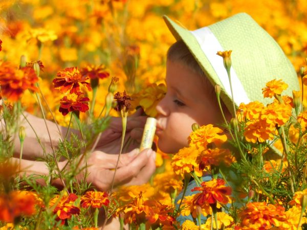 Lippenbalsem Calendula of Roos - Afbeelding 2